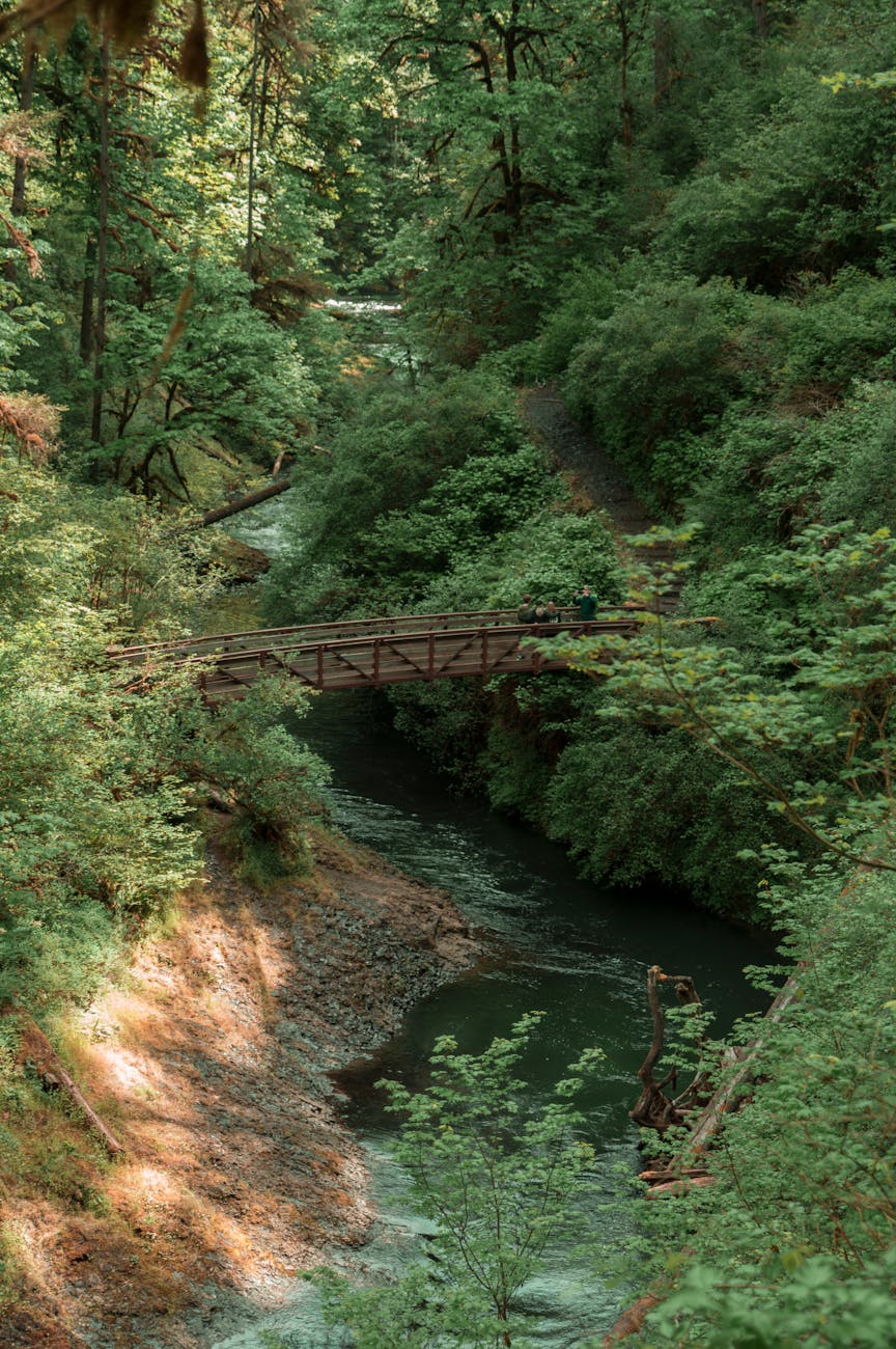 bridge over river in forest